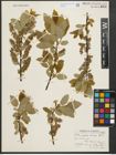 Foto von Salix pyrifolia Andersson